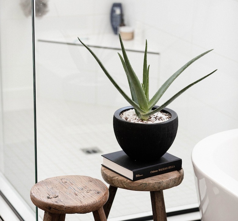 Aloe Vera plant in black container on wood stool