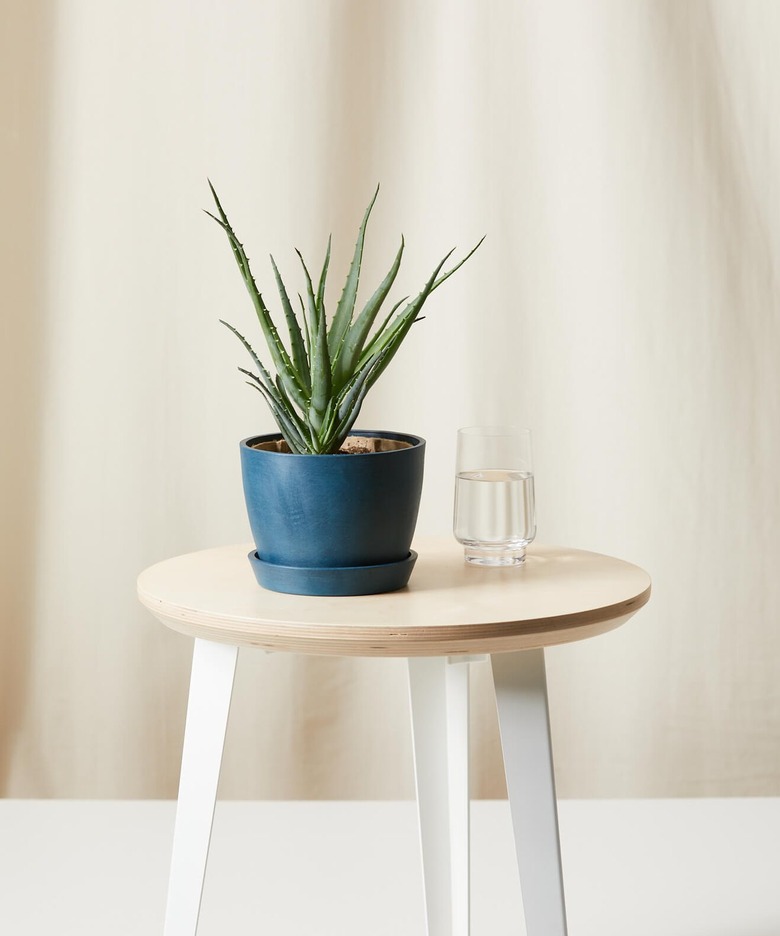 Aloe plant in blue container