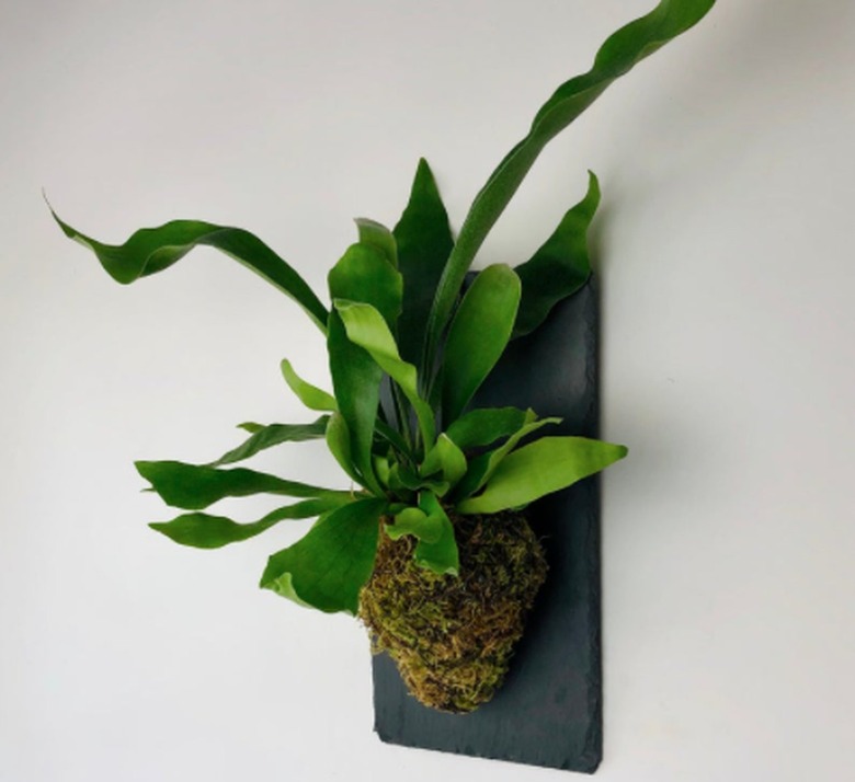 Staghorn Fern