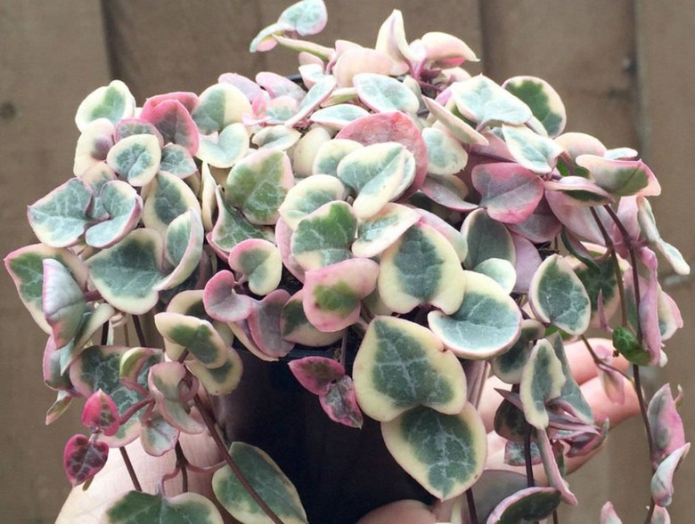 String of Hearts plant