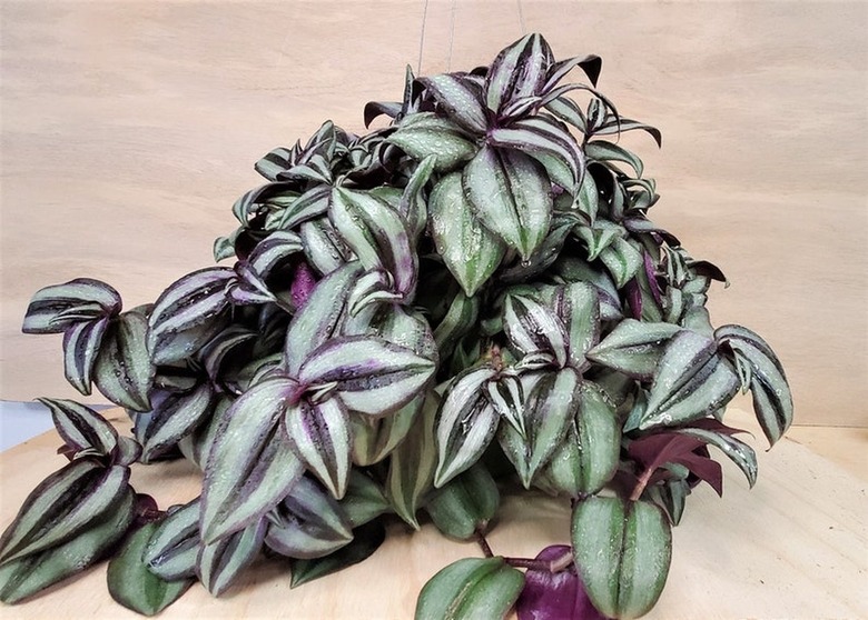 Wandering Jew Plant