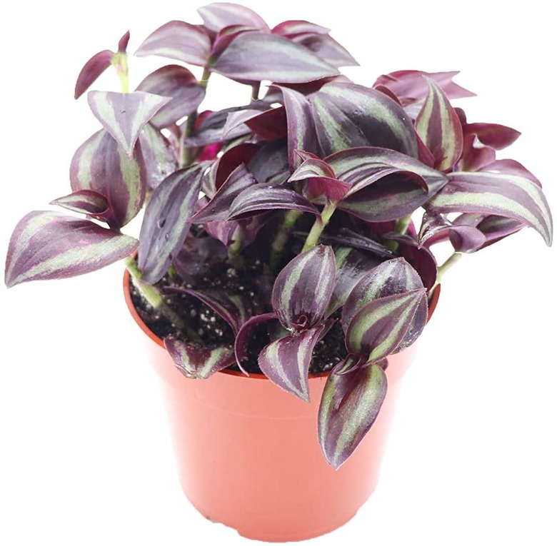 The Wandering Jew plant