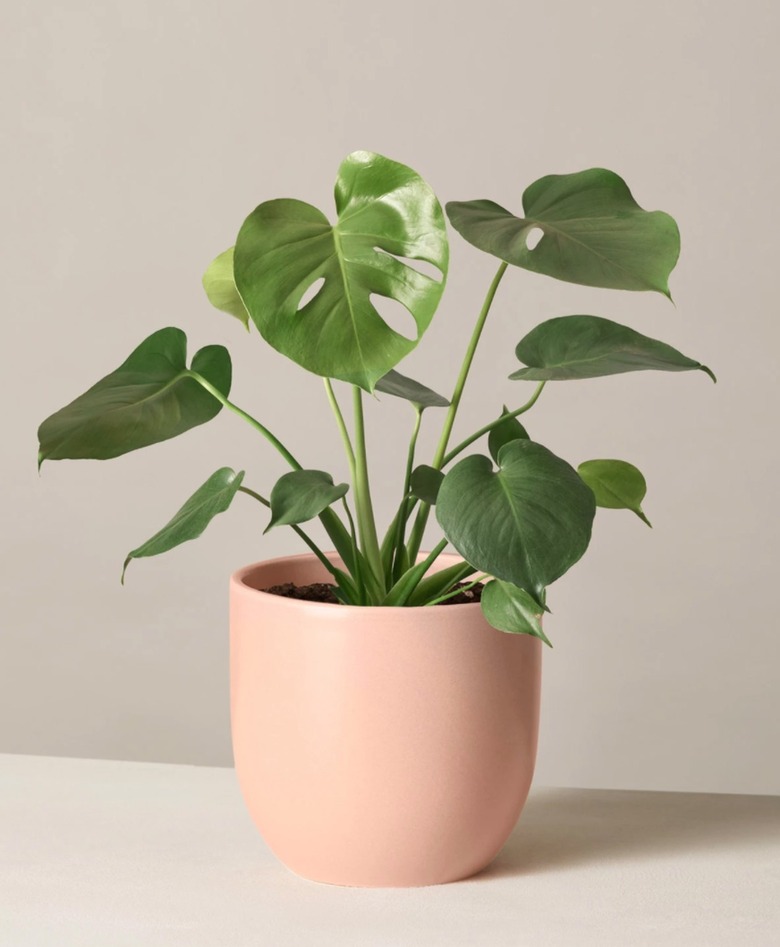 Monstera plant in peach colored planter