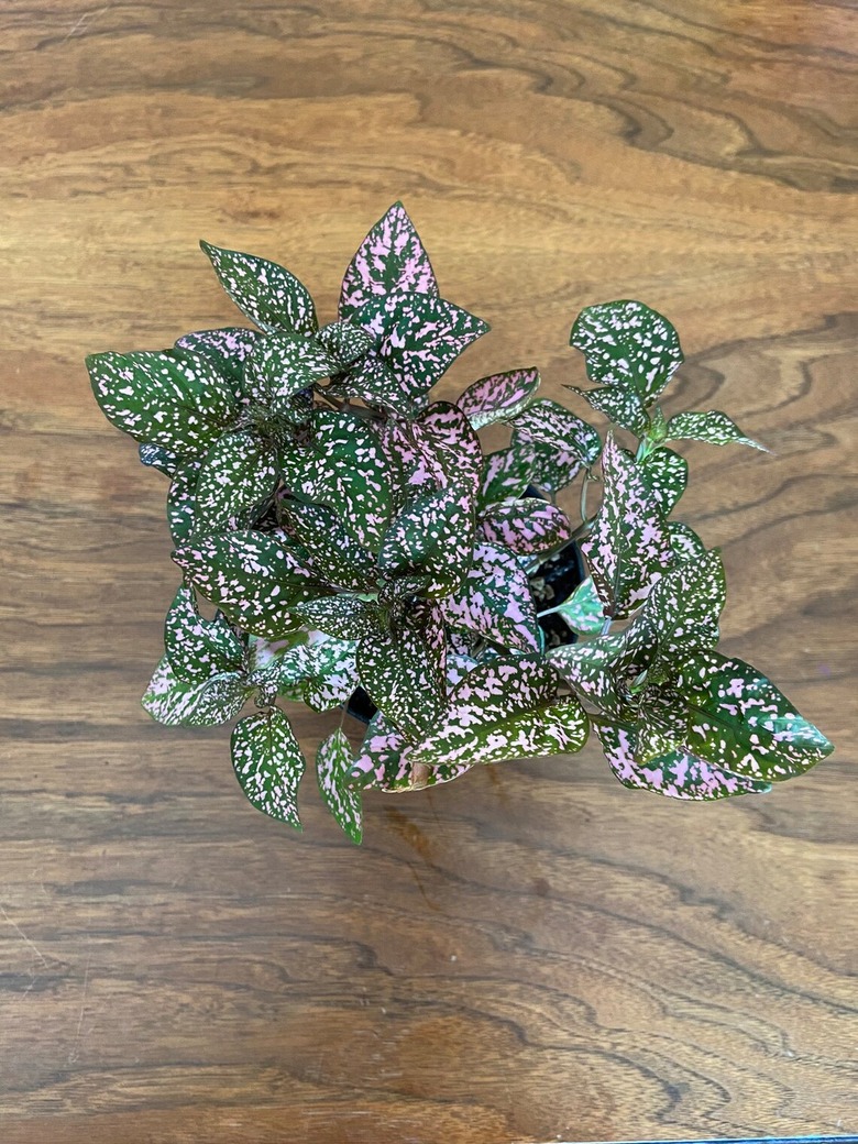 Polka Dot Plant