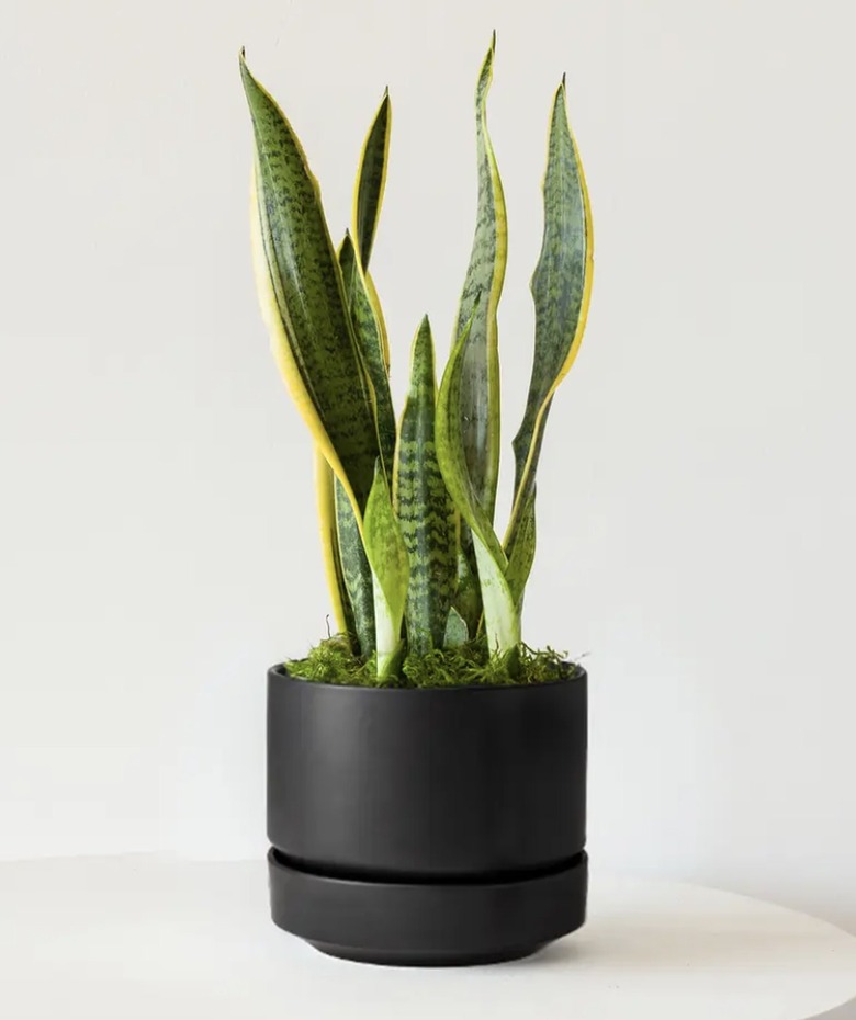 Snake Plant in black planter