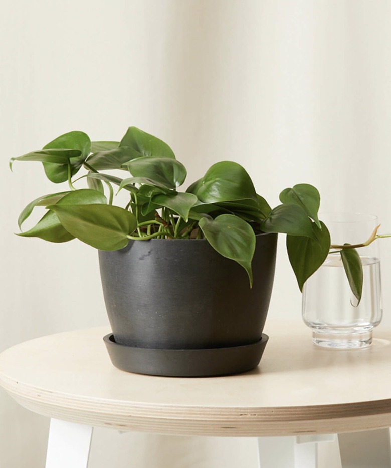 Heartleaf Philodendron plant in black planter