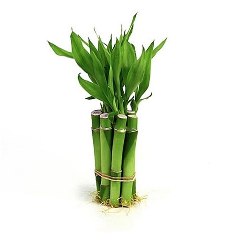 Lucky Bamboo Plant