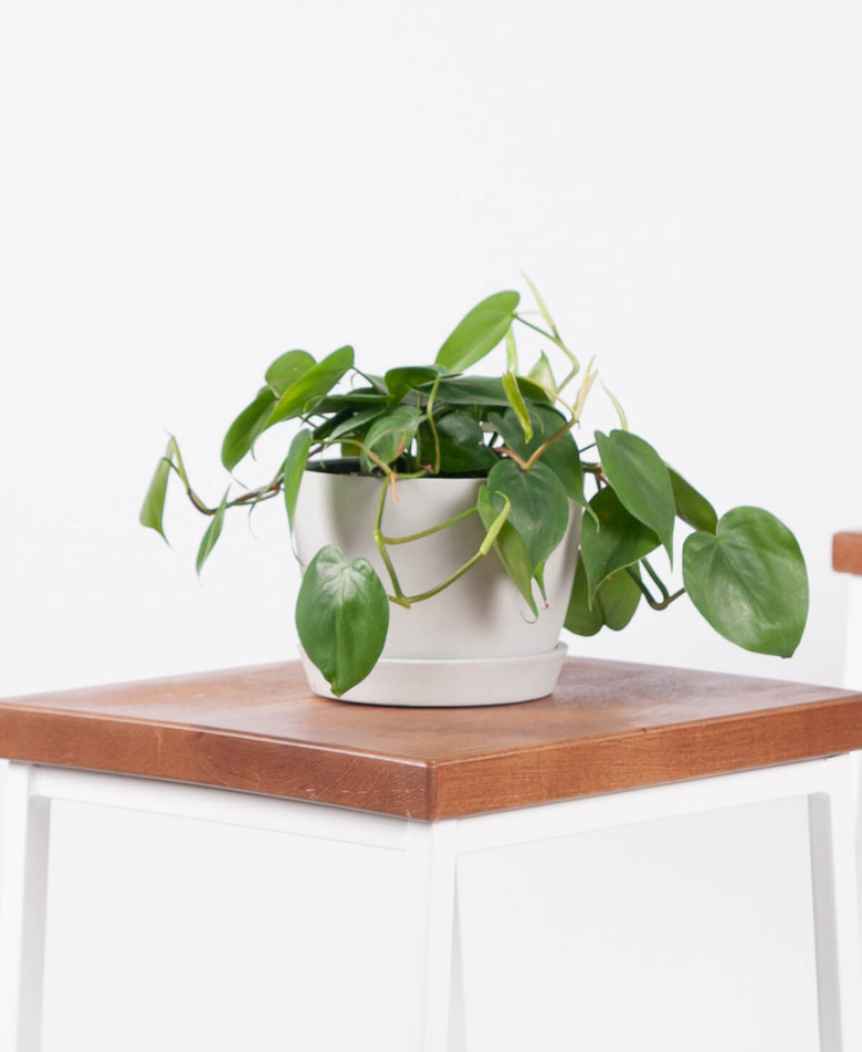 Heartleaf Philodendron Plant