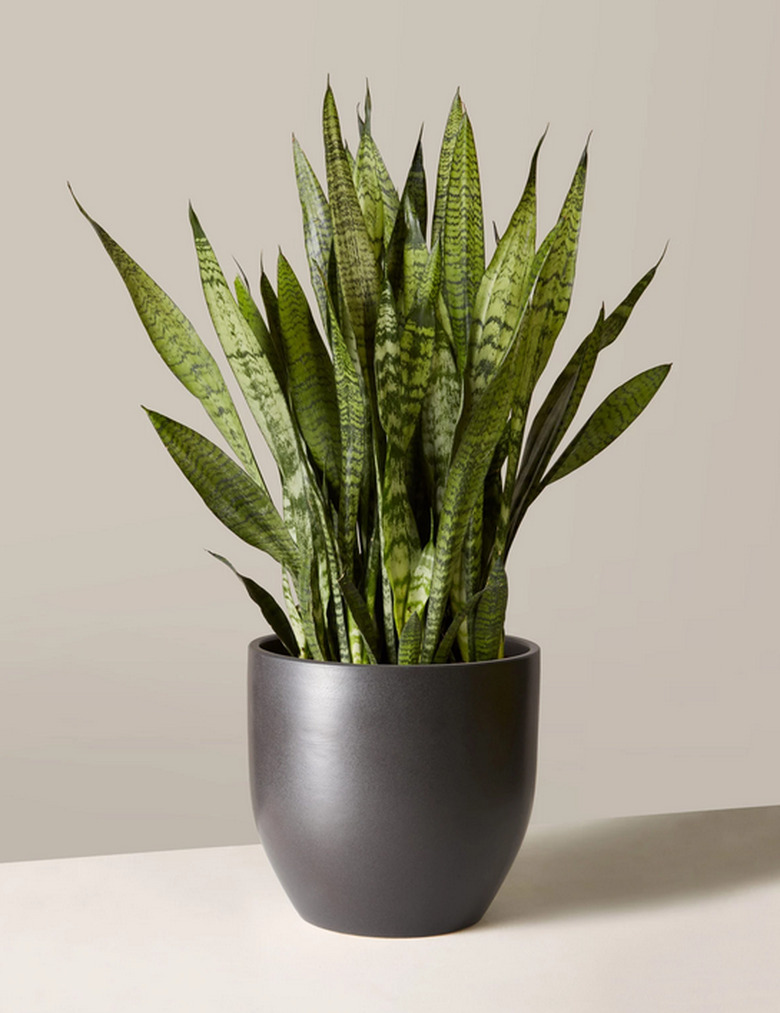 Snake Plant in black planter