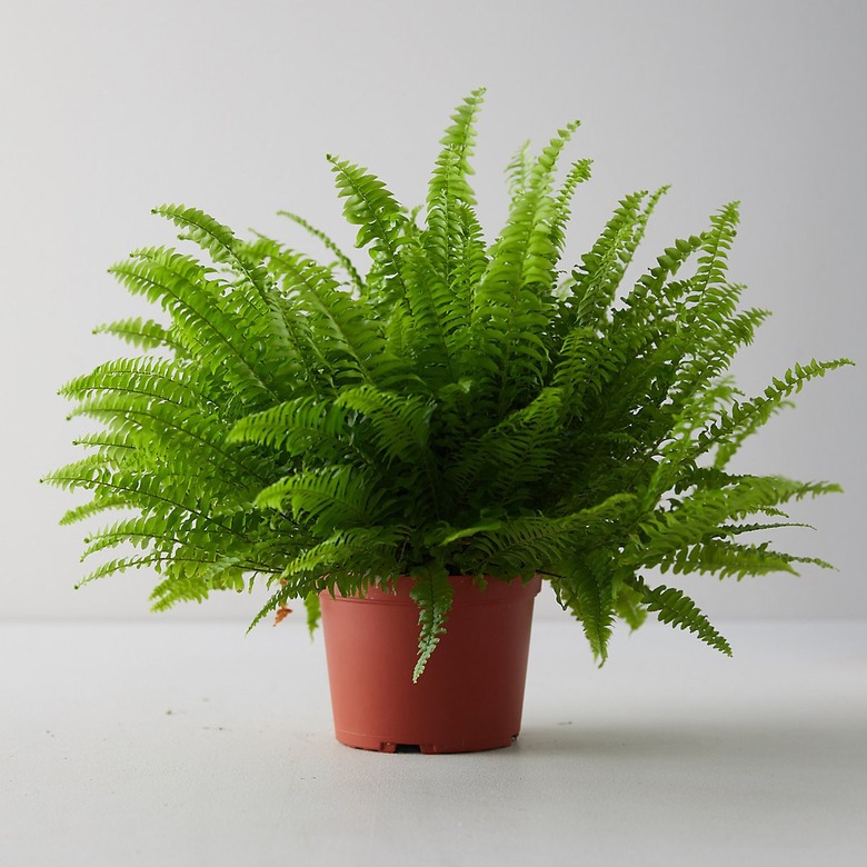 Boston Fern