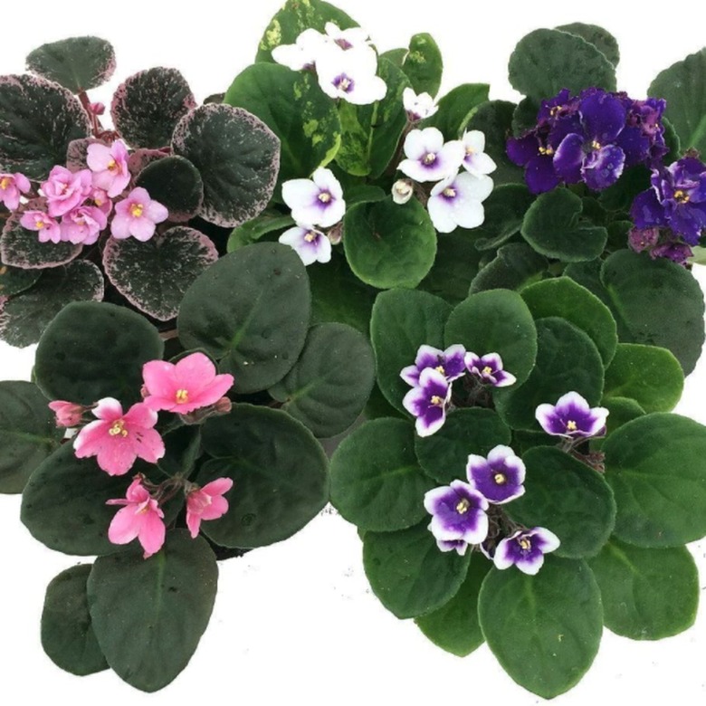 African Violet Plant