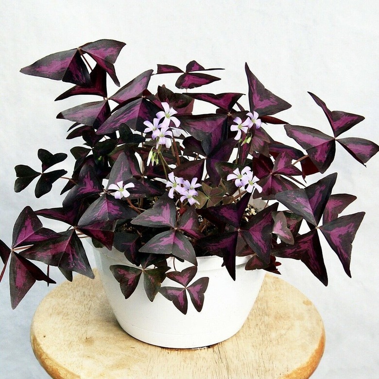 Purple Shamrock plant