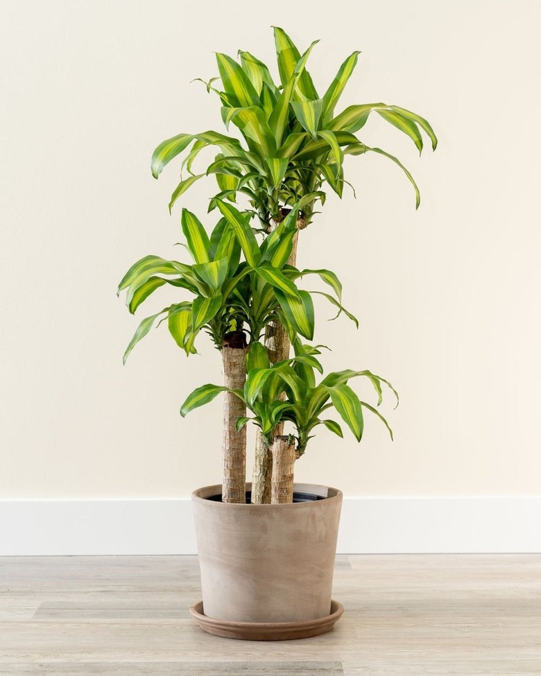 Corn plant in gray planter