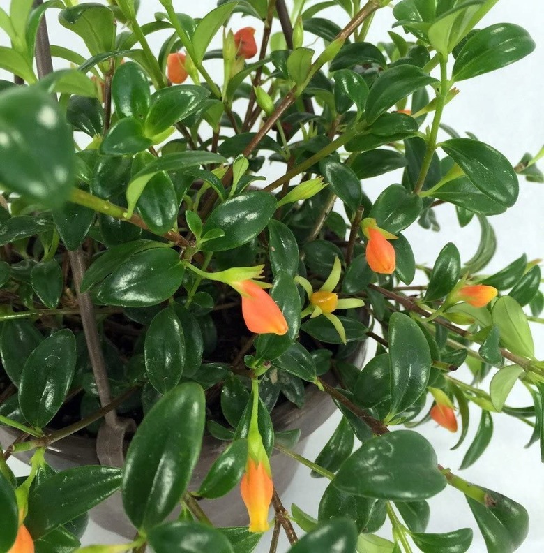 Goldfish Plant