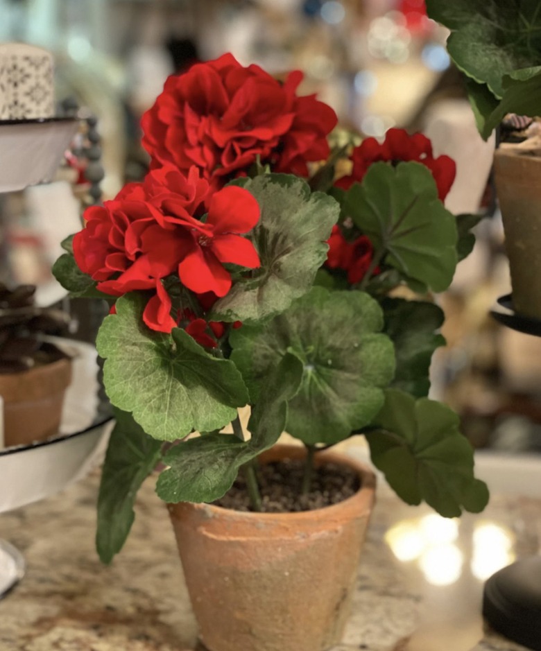 Red Geranium Plant