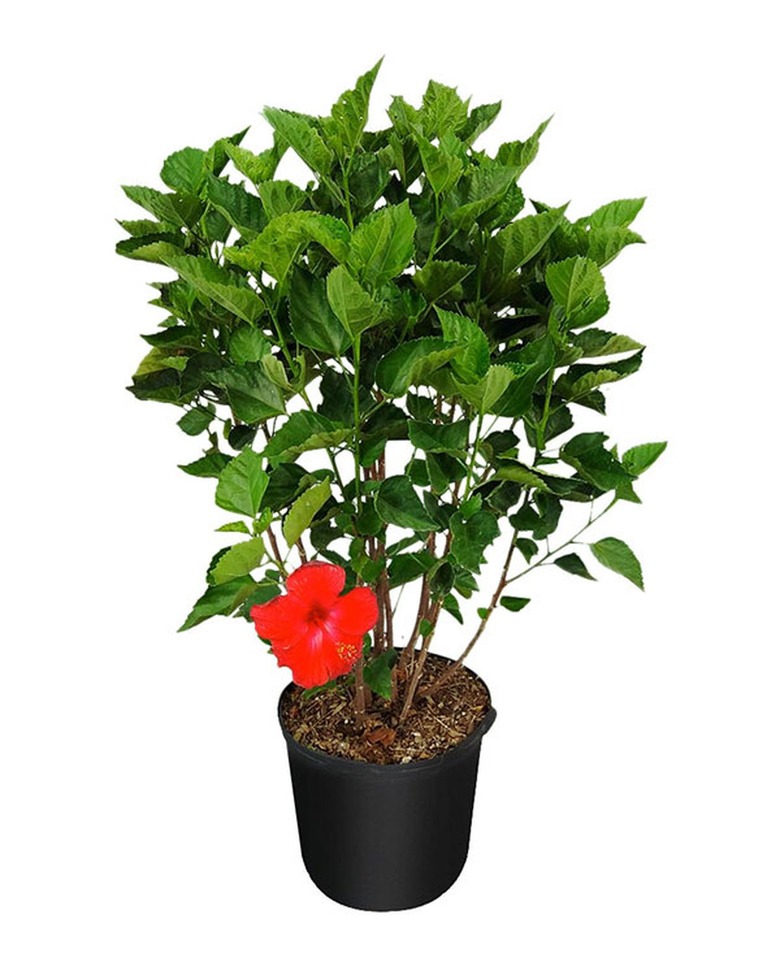 Hibiscus Plant