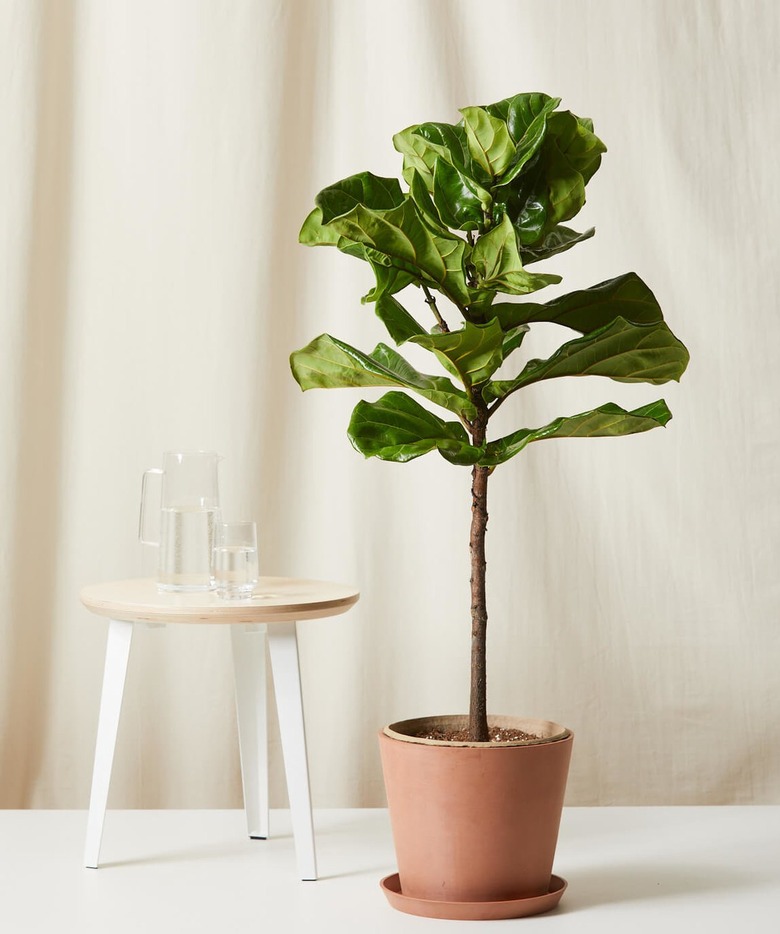 Fiddle Leaf Fig Plant