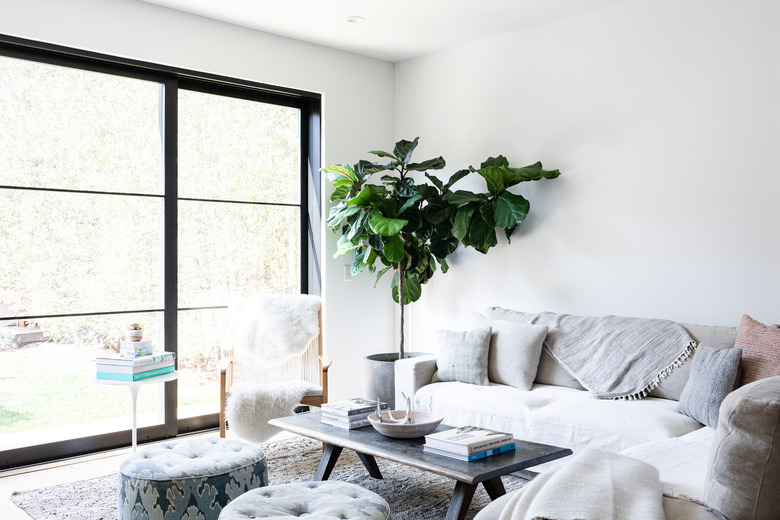 living room with fiddle leaf fig plant near window