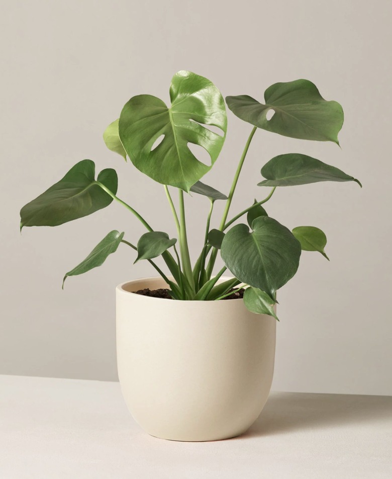 Monstera Deliciosa plant in cream planter