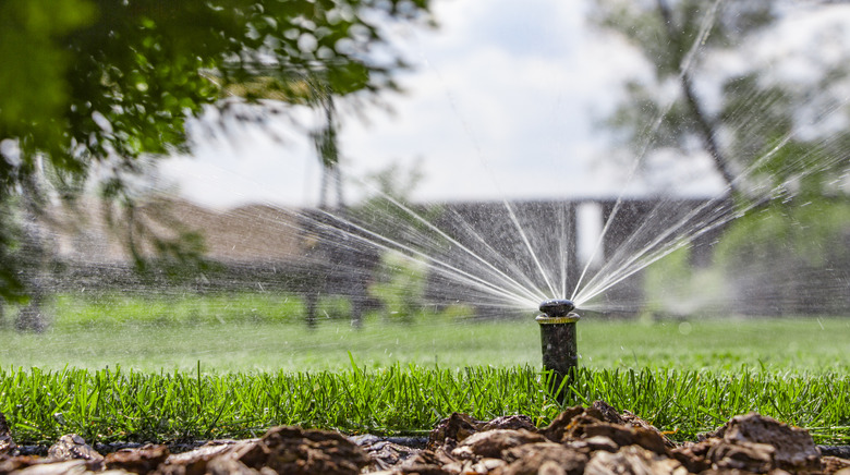 automatic sprinkler system watering the lawn on a background of green grass