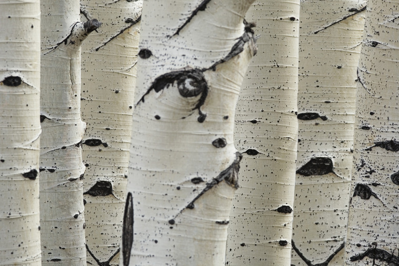 Birch trees in a row close-up of trunks