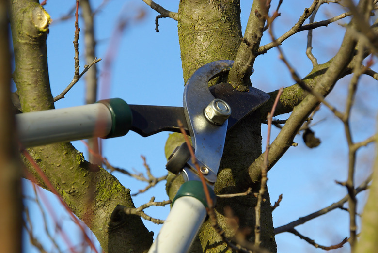 tree cutting