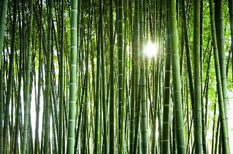 bamboo