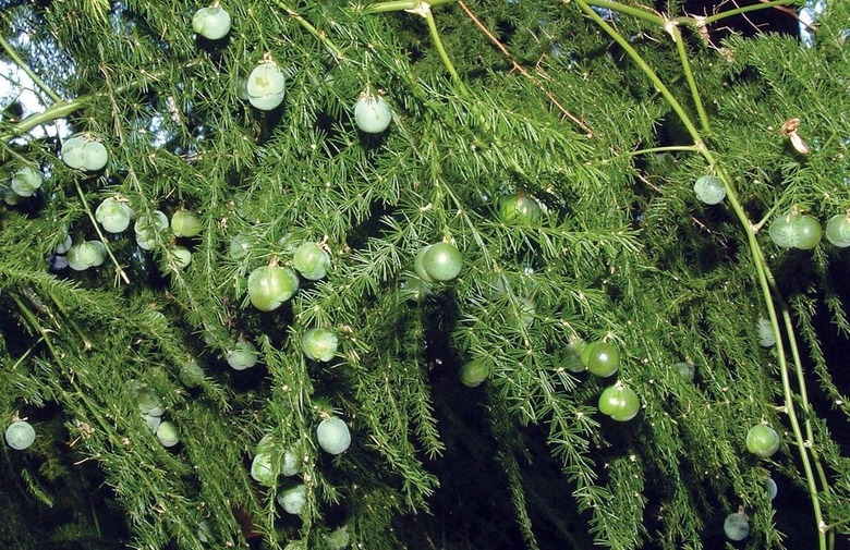 Asparagus fern closeup.