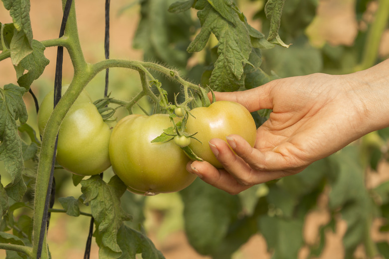 person reaching out to tomatoes on vine