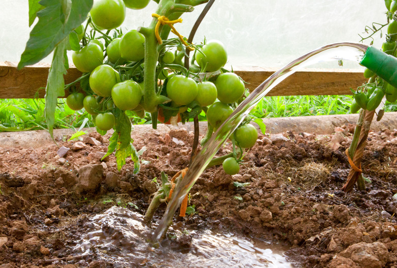 Watering tomato plant