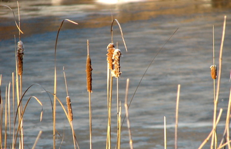 Body of water with plants in foreground.