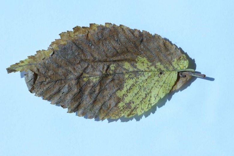 Advanced Anthracnose on elm leaf.