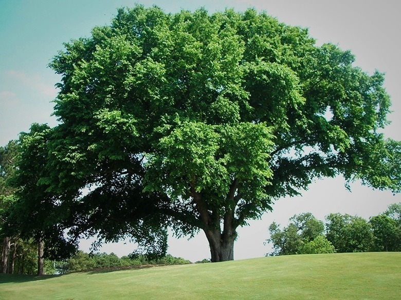 Elm tree in autumn.