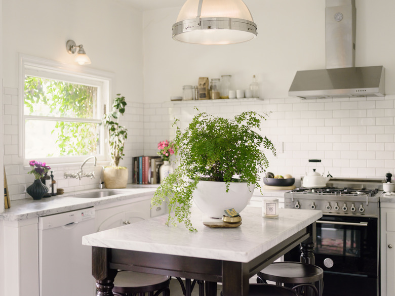 Houseplant on kitchen island