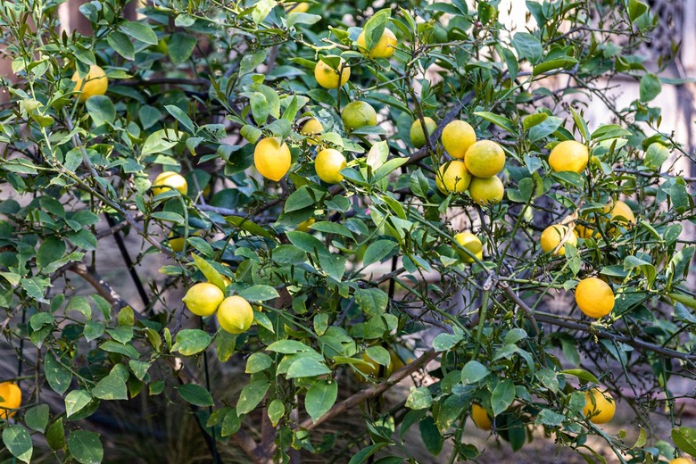 A lemon tree