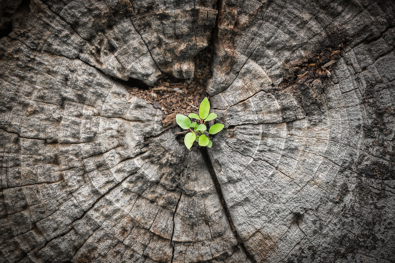 Small tree grows from dying wood