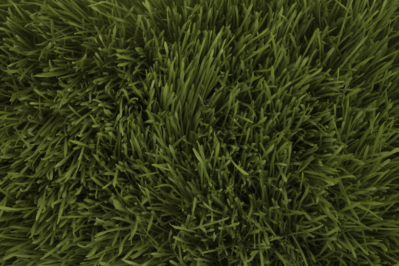 Wheatgrass, full frame