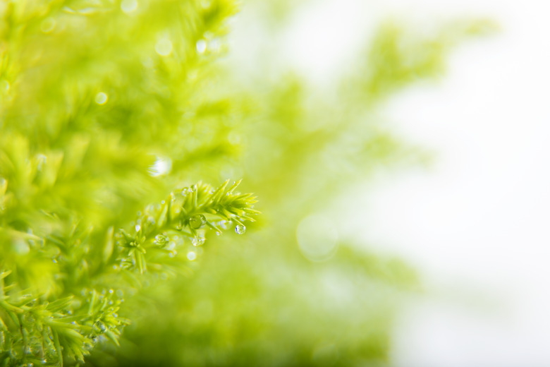 Closeup of Lemon cypress branch isolated on a white background