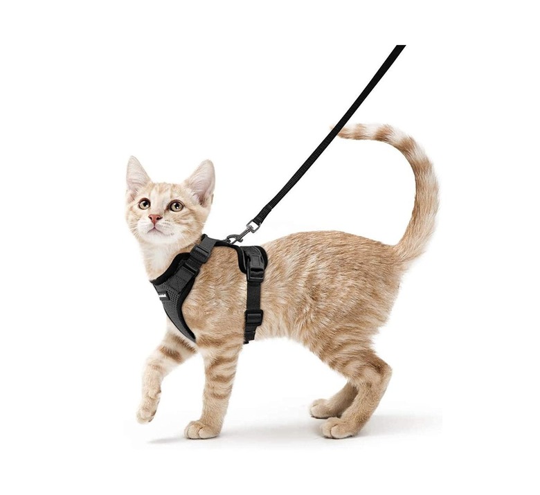 cat harness and leash