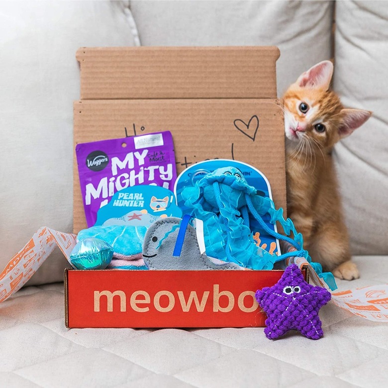 cat subscription box