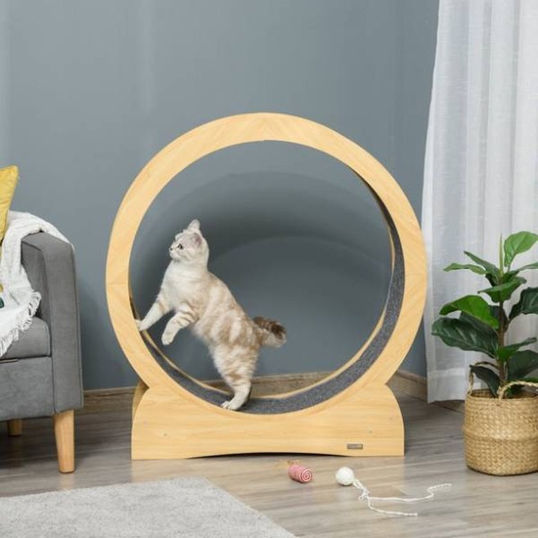 cat wheel