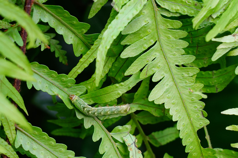 Green Caterpillar On Fern