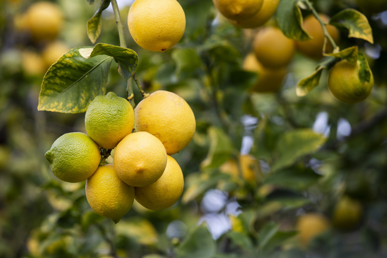 Lemons on the Tree