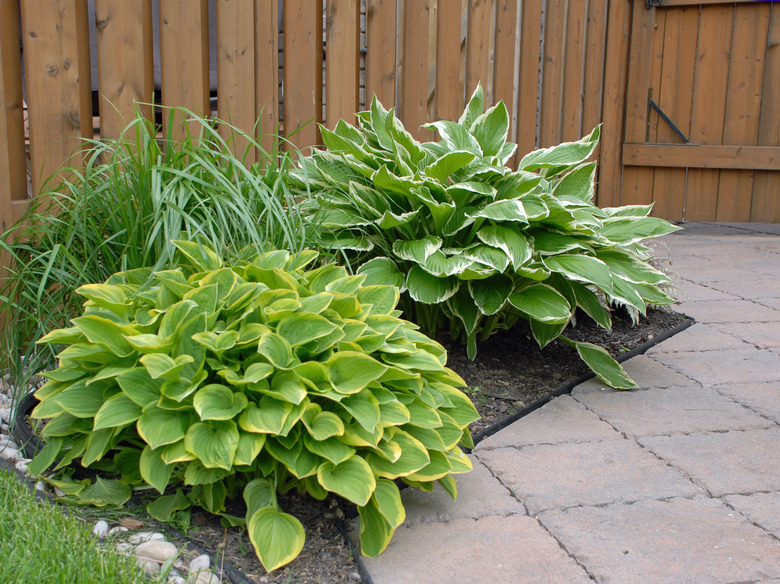 Shade garden.