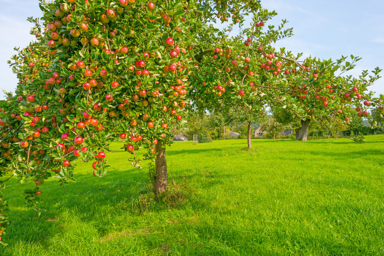 Fruit trees in an orchard in sunlight in autumn