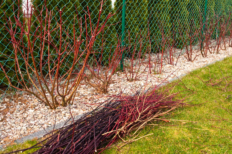 Cornus alba Argenteomarginata plant in spring