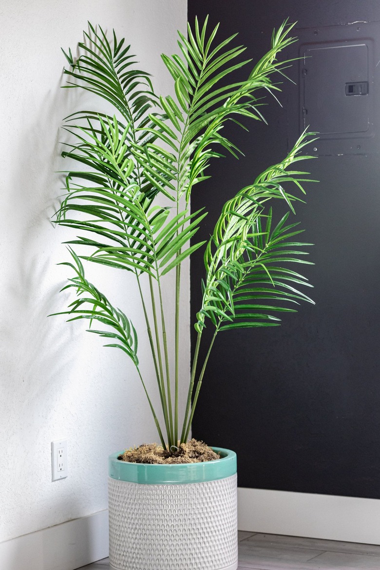 A palm plant in a gray-turquoise planter on a gray hardwood floors