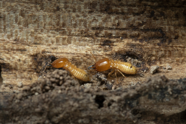 Termites on wood background.