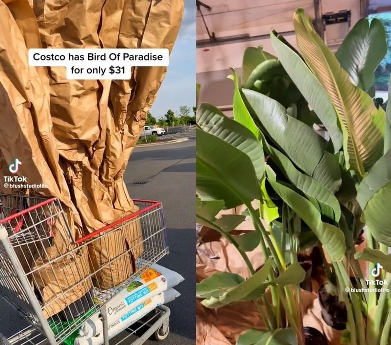 costco bird of paradise plant deal