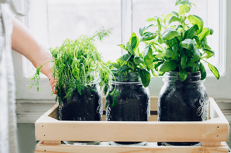 Herbs in glass jars by window; indoor garden